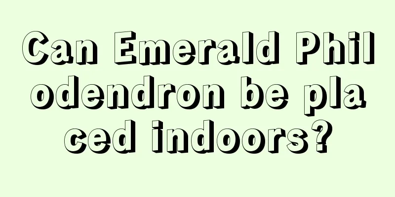 Can Emerald Philodendron be placed indoors?