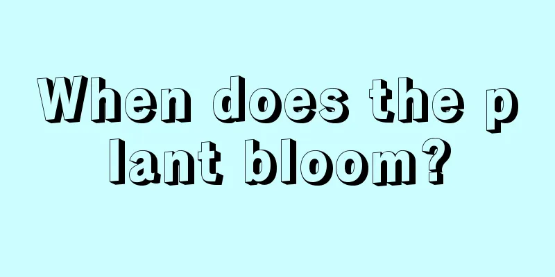 When does the plant bloom?