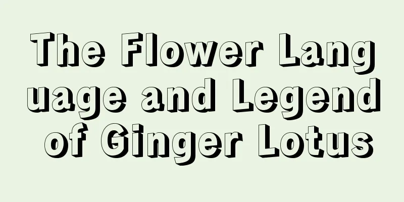 The Flower Language and Legend of Ginger Lotus