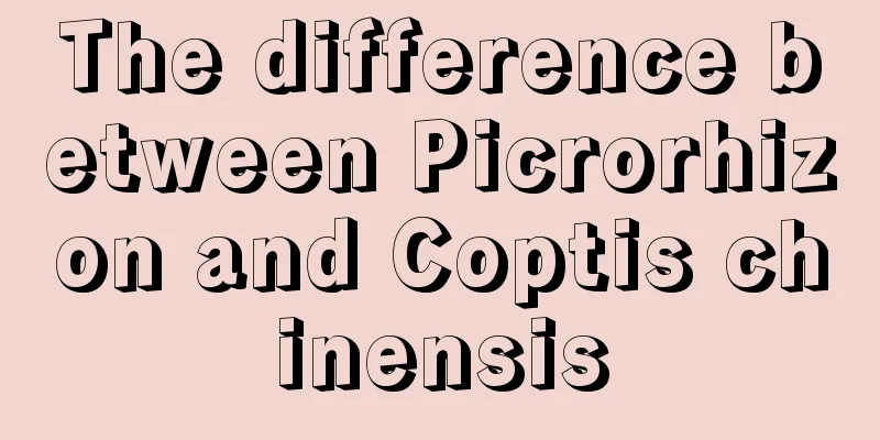 The difference between Picrorhizon and Coptis chinensis