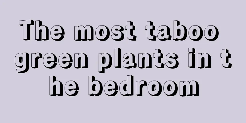 The most taboo green plants in the bedroom