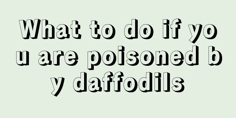 What to do if you are poisoned by daffodils