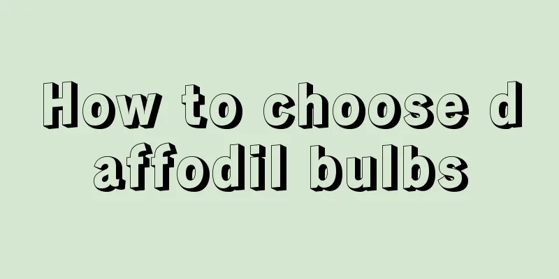 How to choose daffodil bulbs