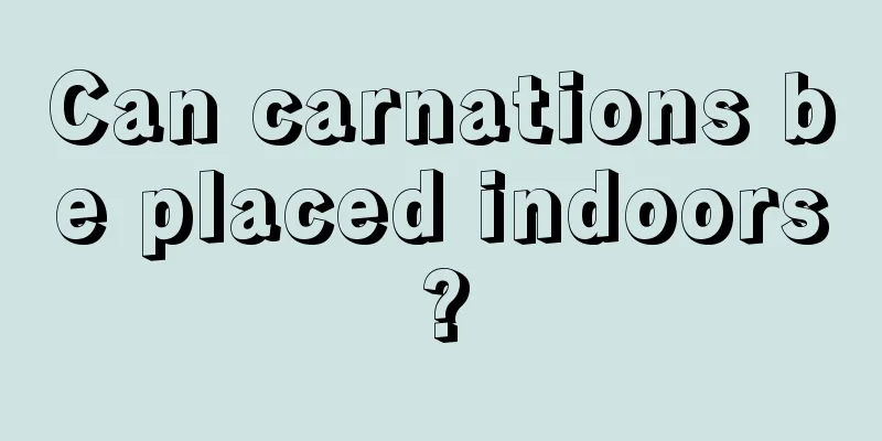 Can carnations be placed indoors?