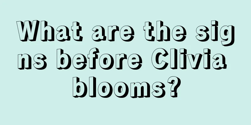 What are the signs before Clivia blooms?