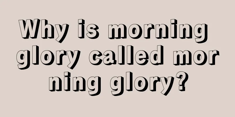 Why is morning glory called morning glory?