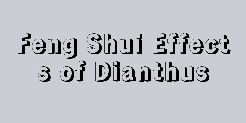 Feng Shui Effects of Dianthus