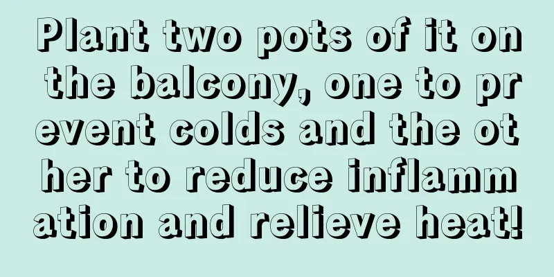 Plant two pots of it on the balcony, one to prevent colds and the other to reduce inflammation and relieve heat!