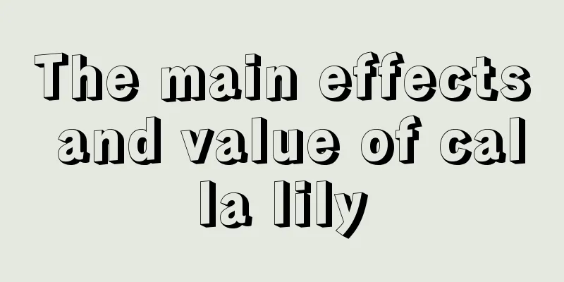 The main effects and value of calla lily