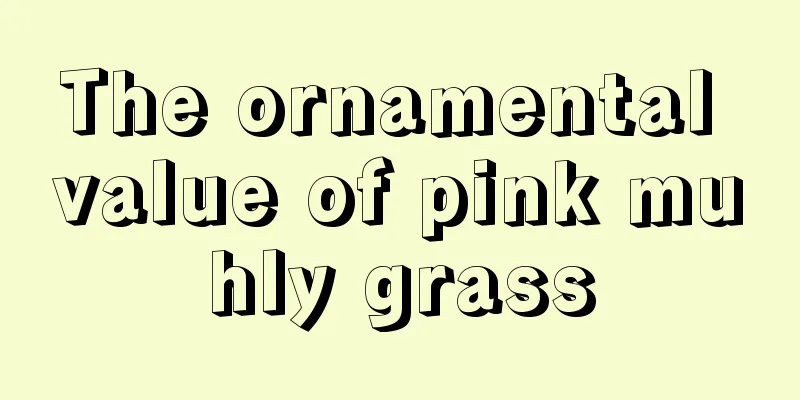 The ornamental value of pink muhly grass