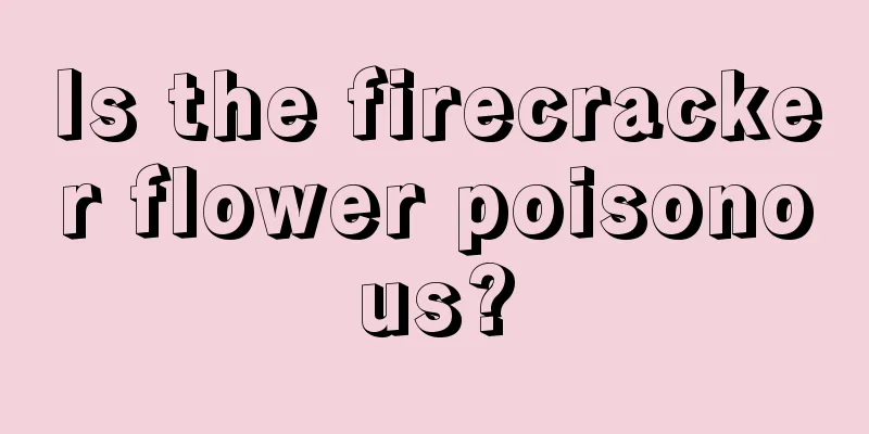 Is the firecracker flower poisonous?