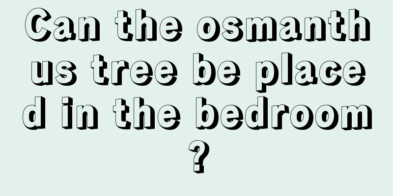 Can the osmanthus tree be placed in the bedroom?