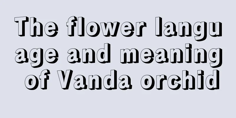 The flower language and meaning of Vanda orchid