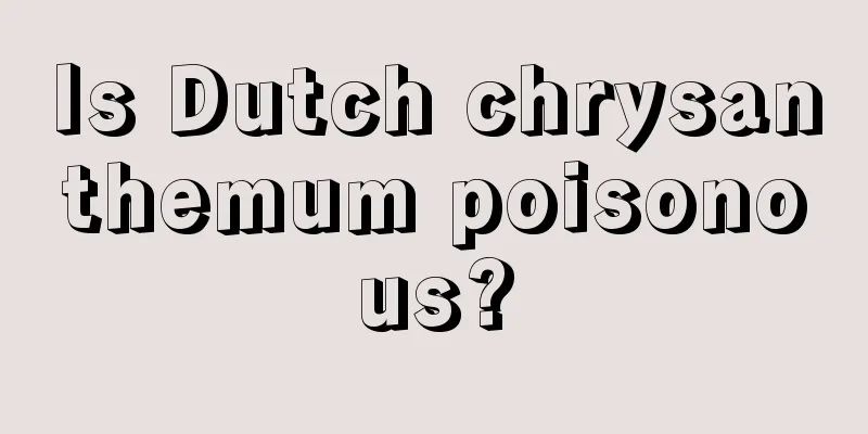 Is Dutch chrysanthemum poisonous?