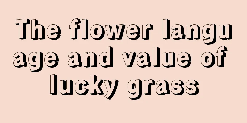 The flower language and value of lucky grass