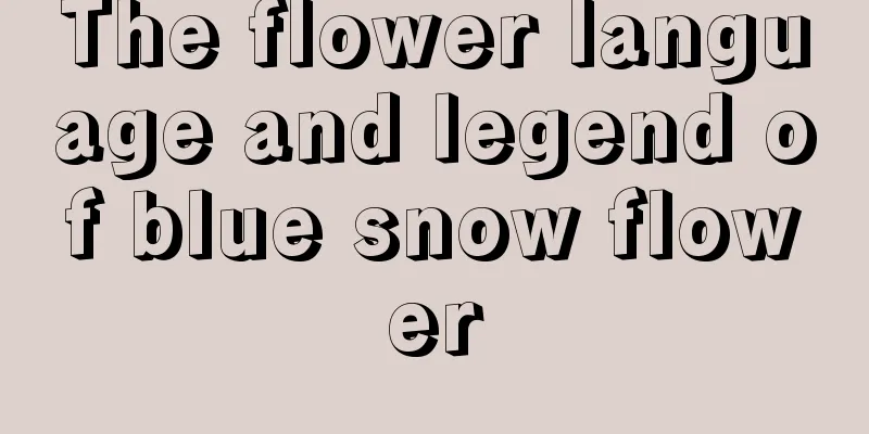 The flower language and legend of blue snow flower