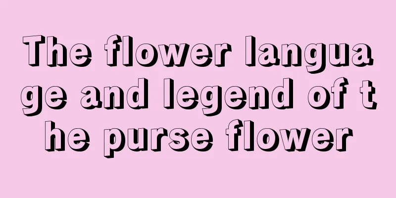 The flower language and legend of the purse flower