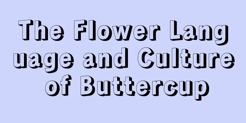 The Flower Language and Culture of Buttercup