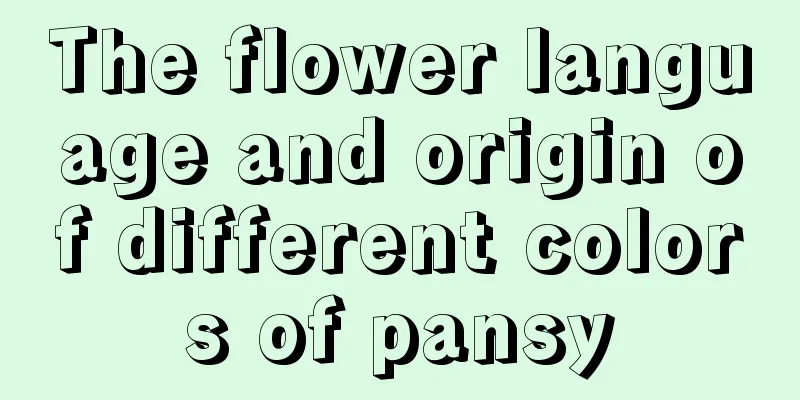 The flower language and origin of different colors of pansy