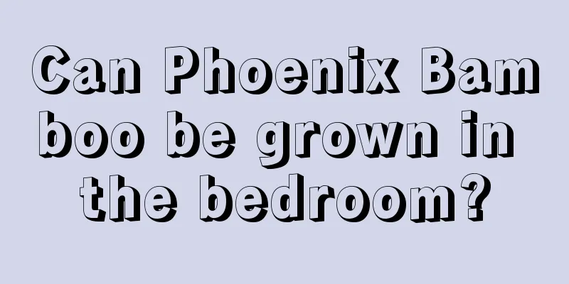 Can Phoenix Bamboo be grown in the bedroom?