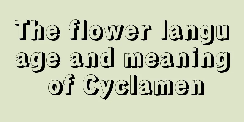 The flower language and meaning of Cyclamen