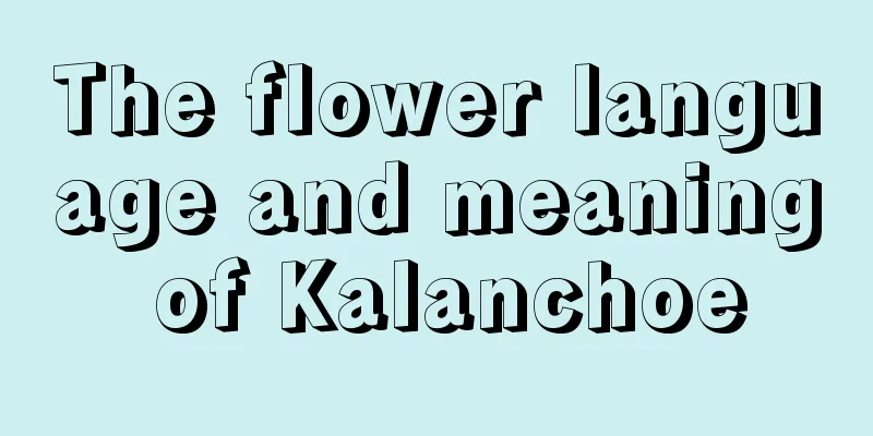 The flower language and meaning of Kalanchoe