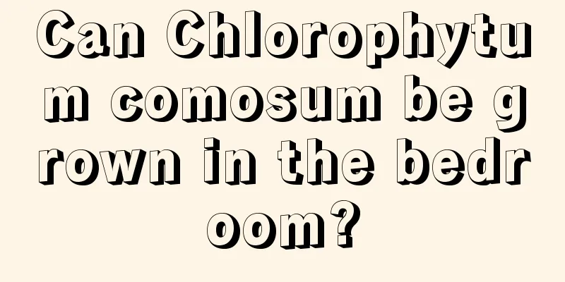 Can Chlorophytum comosum be grown in the bedroom?