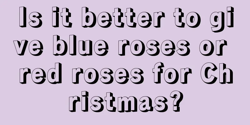 Is it better to give blue roses or red roses for Christmas?