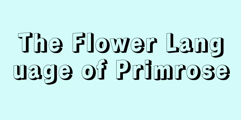 The Flower Language of Primrose