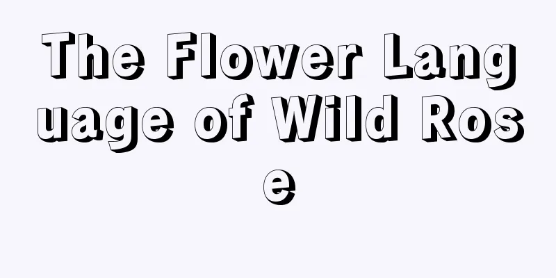 The Flower Language of Wild Rose