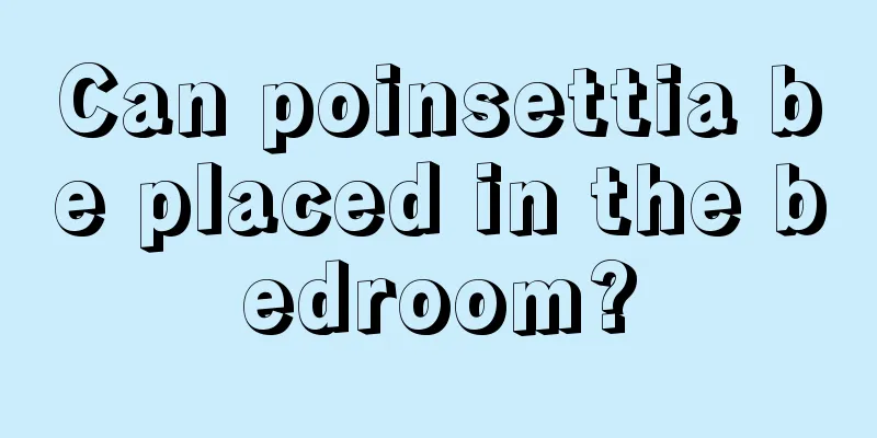 Can poinsettia be placed in the bedroom?