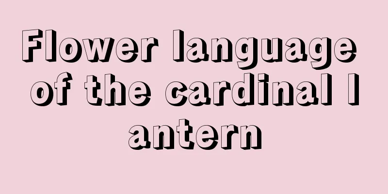 Flower language of the cardinal lantern