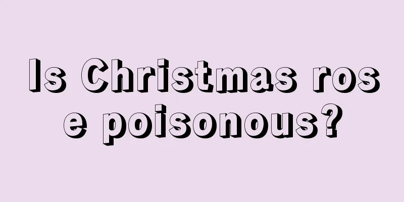 Is Christmas rose poisonous?