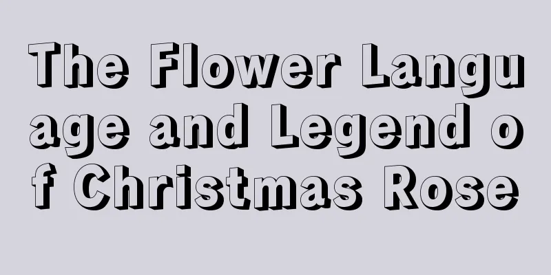 The Flower Language and Legend of Christmas Rose