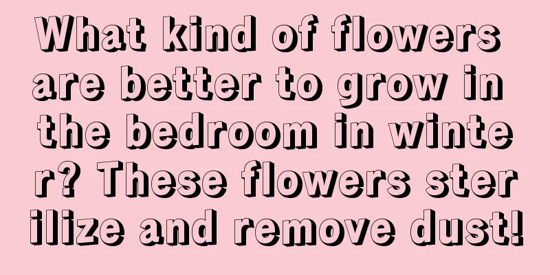 What kind of flowers are better to grow in the bedroom in winter? These flowers sterilize and remove dust!