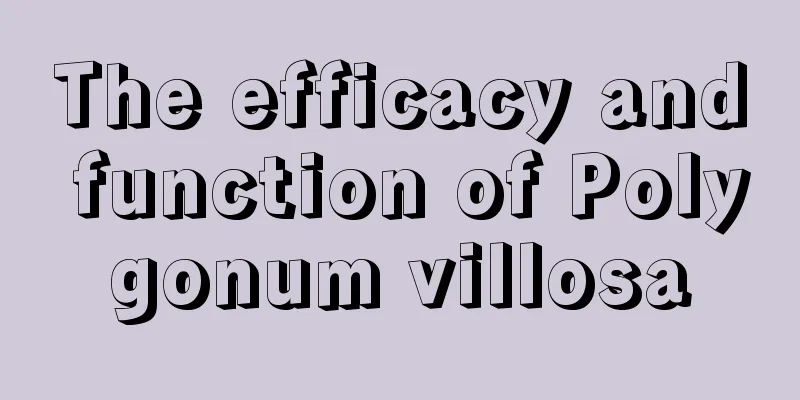 The efficacy and function of Polygonum villosa