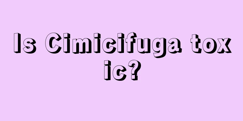 Is Cimicifuga toxic?