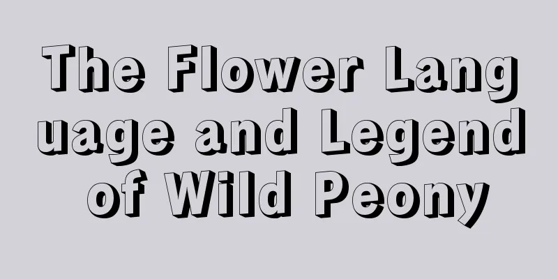 The Flower Language and Legend of Wild Peony