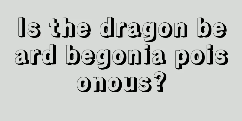 Is the dragon beard begonia poisonous?