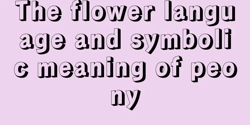 The flower language and symbolic meaning of peony