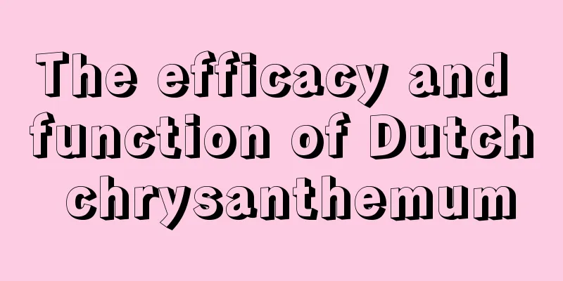 The efficacy and function of Dutch chrysanthemum