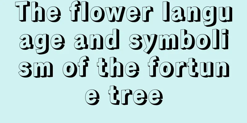 The flower language and symbolism of the fortune tree