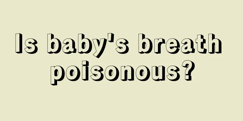 Is baby's breath poisonous?