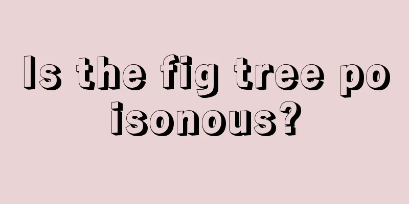 Is the fig tree poisonous?