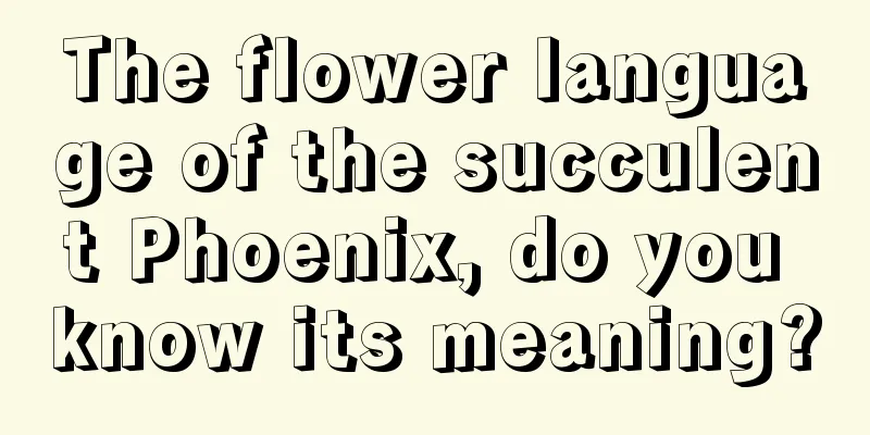 The flower language of the succulent Phoenix, do you know its meaning?