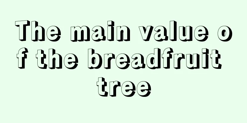 The main value of the breadfruit tree