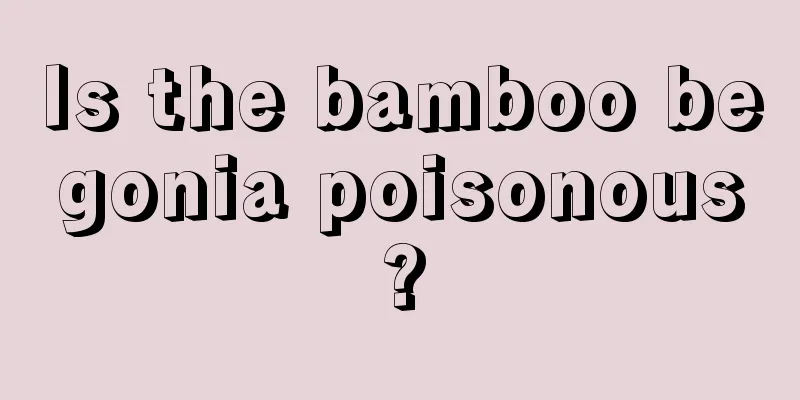 Is the bamboo begonia poisonous?