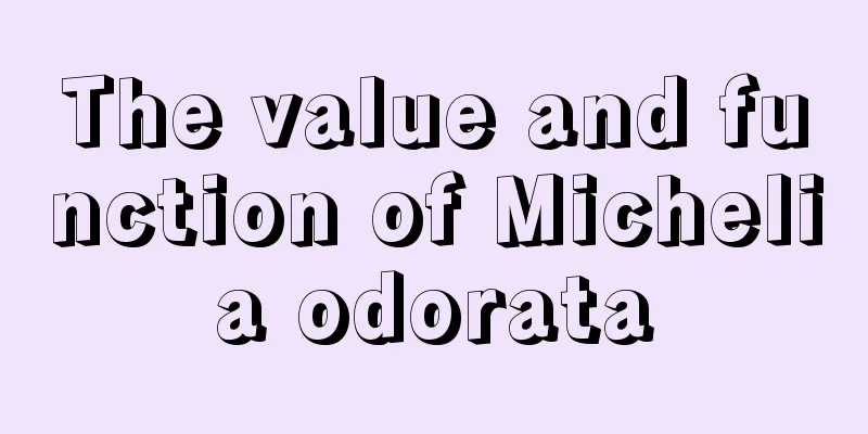 The value and function of Michelia odorata