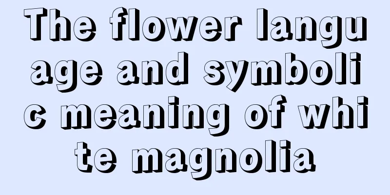 The flower language and symbolic meaning of white magnolia