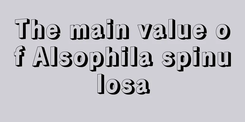 The main value of Alsophila spinulosa